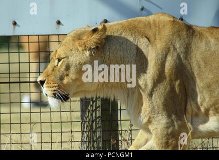 Safari Park Tiere Stockfoto