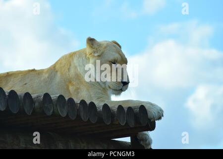 Safari Park Tiere Stockfoto