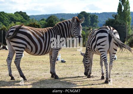 Safari Park Tiere Stockfoto