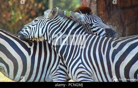 Safari Park Tiere Stockfoto