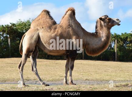 Safari Park Tiere Stockfoto