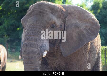 Safari Park Tiere Stockfoto