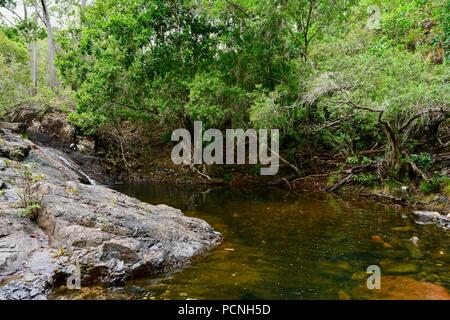 Dead Horse Creek, Cardwell, Queensland, Australien Stockfoto