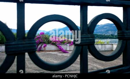 Lila Blumen und Gating gegen Hügel, Montenegro Stockfoto