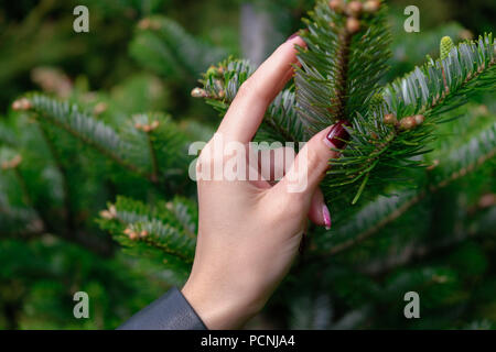 Die junge Frau mit Fir Tree Branch mit kleinen Knospen auf it-soft Focus Stockfoto