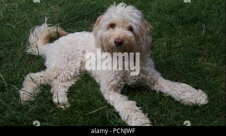 Cockapoo Hund liegend auf Gras Stockfoto