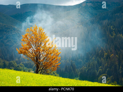 Baum mit goldenen Laub auf grasbewachsenen Hügel in Rauch. wunderschöne Herbstlandschaft in den Bergen Stockfoto