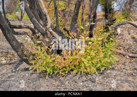 Neues Wachstum wächst aus einer gebrannten Stumpf eines Eukalyptusbaums Stockfoto