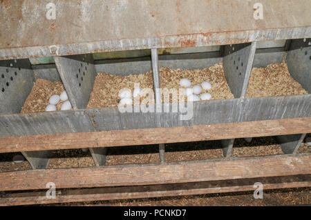 Eier gesammelt, die auf eine freie Strecke chicken Farm Stockfoto