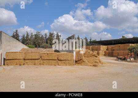 Strohballen in einer Molkerei. Im Kibbutz Harduf, Galiläa, Israel fotografiert. Stockfoto