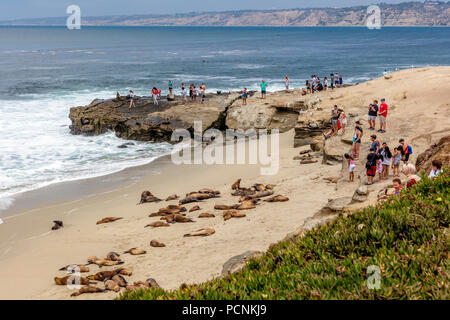 eine Gruppe von Seelöwen in der Sonne auf den Felsen am La Jolla Cove, La Jolla, San Diego, Kalifornien, USA Stockfoto