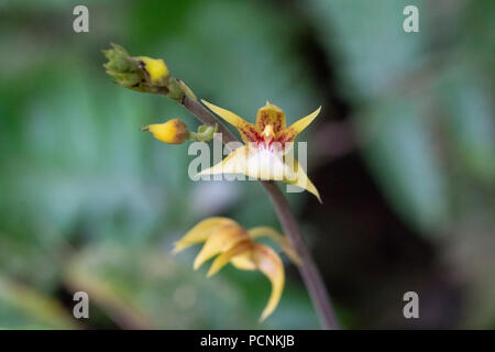 Ein selten gesehenes Wild Jungle Orchideen wie ein Vogel in einem tropischen Regenwald in Malaysia gefunden Stockfoto