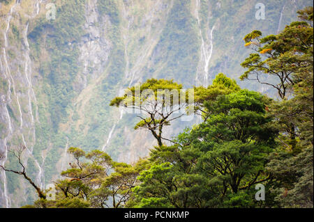 Fruchtbare Bäume, Groß und Klein, Wachsen reichlich auf Berghang am Milford Sound, Neuseeland. Stockfoto