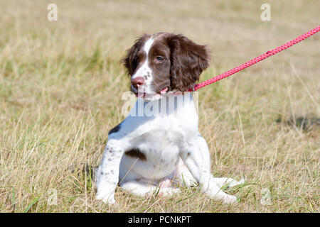 Ein 12 Wochen alter English Springer Spaniel Welpen auf das Blei im Park auf Ampthill, Bedfordshire, England Stockfoto