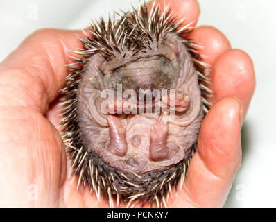 Baby Igel, native, wild, Europäische Igel in einem Wildlife Rehabilitation Centre. In einer Hand gehalten. Nach vorne zeigt. Erinaceus europaeus Stockfoto