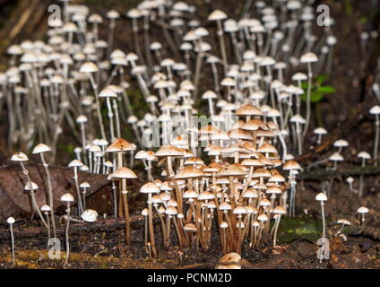 Wild Jungle Pilze in einem Cluster in einem tropischen Dschungel wächst. Stockfoto
