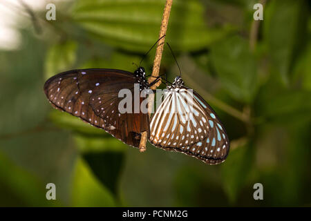 Ein paar passende gemeinsame Crow, Euploea core, Schmetterlinge Stockfoto