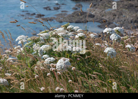 Wilden Möhre Daucus carota Subsp gummifer, blühen auf Klippen in South Devon, Juli Stockfoto