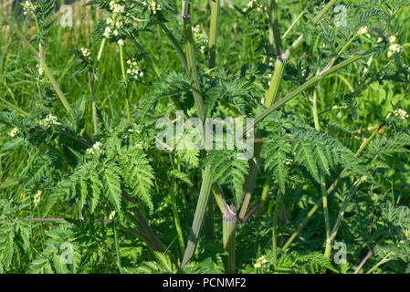 Kuh Petersilie, Anthriscus sylvestris, Laub, Grün, Farn, Blätter am Straßenrand steht, Berkshire, Mai Stockfoto