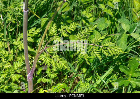 Kuh Petersilie, Anthriscus sylvestris, Laub, Grün, Farn, Blätter am Straßenrand steht, Berkshire, Mai Stockfoto