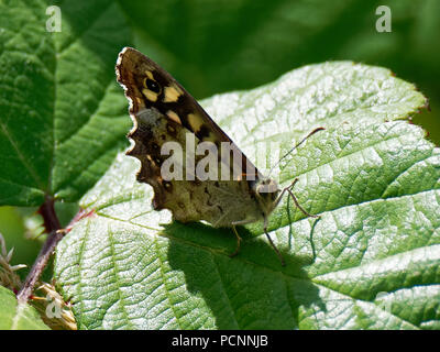 Checkered Skipper Schmetterling, RSPB, Newport, Großbritannien Stockfoto