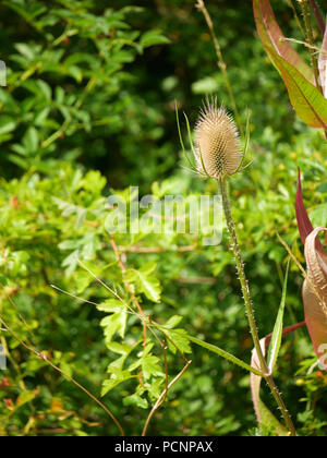 Karde - Dipsacus im Garten Stockfoto