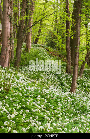 Bärlauch - Allium ursinum - Bärlauch, auch bekannt als breitblättrige Knoblauch, Bärlauch, Bär Lauch, oder Bärlauch, oft in alten Wäldern gefunden. Stockfoto