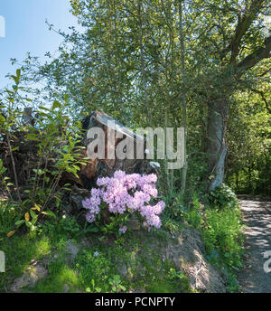 Azalea Japonica wächst im Sommer Sonne neben einem Baumstumpf auf der Kante eines englischen Country Lane. Stockfoto