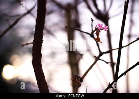 In der Nähe des gefrorenen Zweig mit blühenden Blumen mit Schnee im Hintergrund, während Sie im Winter in englischer Park Stockfoto