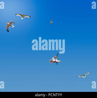 Möwen fliegen hoch gegen ein blauer Himmel und Gegenlicht der Sonne Stockfoto