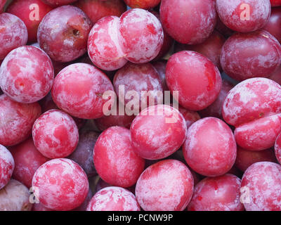 Pflaume Pflaume (Prunus domestica) aka Pflaume Obst vegetarische Kost Stockfoto