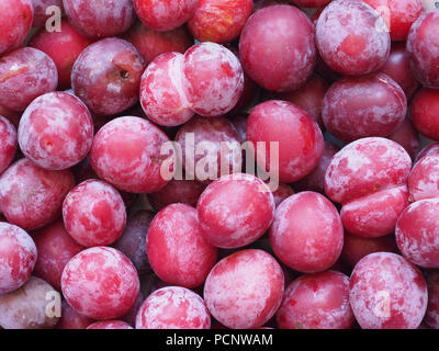 Pflaume Pflaume (Prunus domestica) aka Pflaume Obst vegetarische Kost Stockfoto