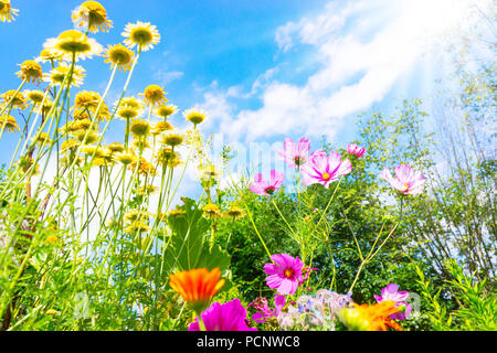 Blumen wiese vor blauem Himmel Stockfoto