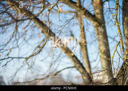 Letzte Blatt am Baum Stockfoto