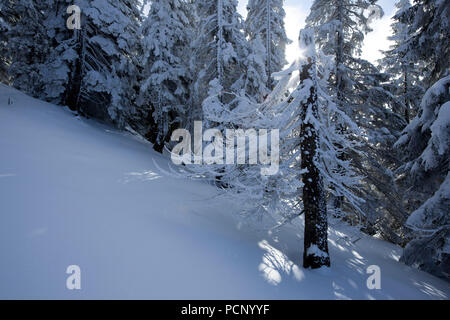 Winter Forest im Voralpenland, Bayerische Alpen, Oberbayern, Bayern, Deutschland Stockfoto