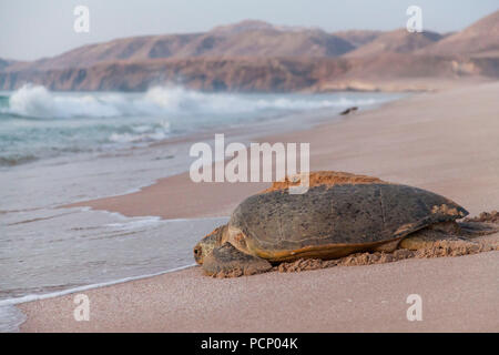 Oman, Raz Al Jinz, Turtle Reserve, die Schildkröte auf dem Weg zum Meer Stockfoto