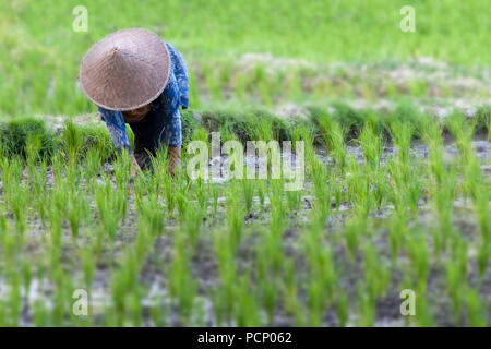 Indonesien, Bali, Ubud, Jatiluwih, Bäuerin in einem Reisfeld Stockfoto