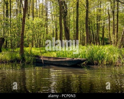 Der Spreewald im Frühling, vom Wasser aus gesehen Stockfoto