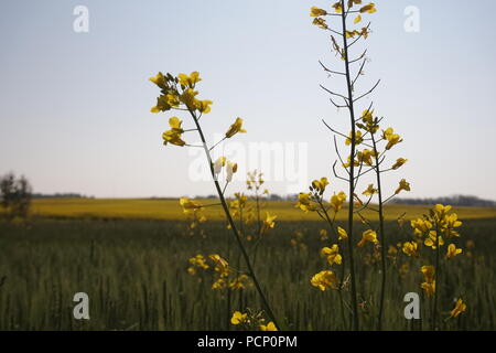 Rapsfeld, Alberta, Kanada Stockfoto