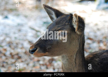 Rehe im Winter, Porträt, Seitenansicht Stockfoto