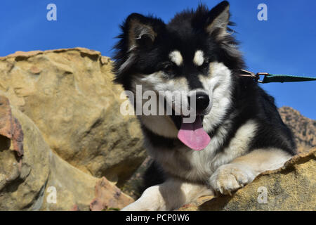 Hübsche schwarze und weiße flauschige huskey Welpen zur Festlegung auf einen Felsen Stockfoto