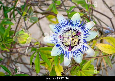 Blühende blaue Passionsblume. Schöne Passiflora Caerulea auch Passionsblume bekannt Stockfoto