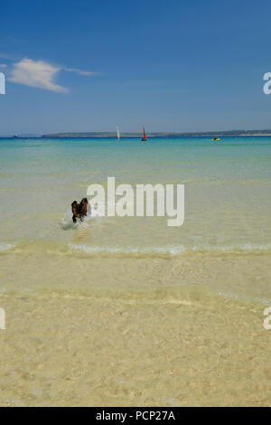 Ein Hund im seichten Wasser am Strand von St Ives in Cornwall. Stockfoto