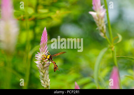 In der Nähe von Bienen Nektar sammeln von cockscomb Blumen Stockfoto