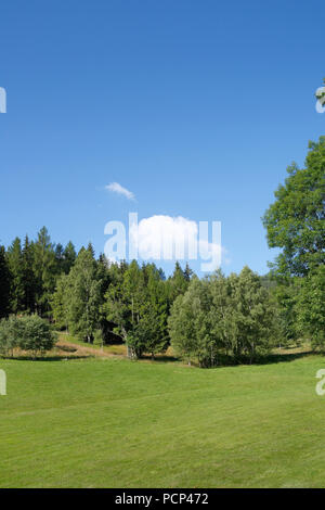 Wiese, Rasen und Pinienwald in der Nähe des ländlichen jarkowice lubawka, Niederschlesien, Polen, Europa Stockfoto