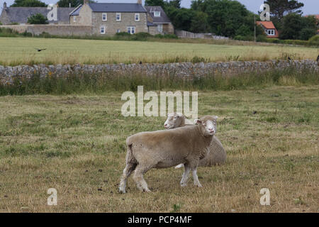 Schaf sitzend in einem Feld entspannend Stockfoto