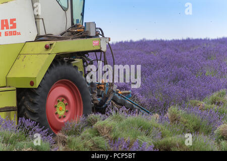 Ernten Lavendel bei Snowshill mit einem selbstfahrenden havester und Anhänger, in den Cotswolds, UK. Stockfoto