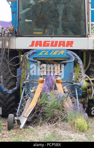 Ernten Lavendel bei Snowshill mit einem selbstfahrenden havester und Anhänger, in den Cotswolds, UK. Stockfoto