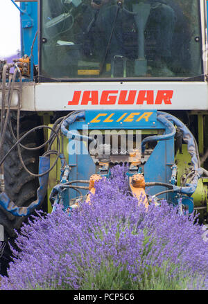 Ernten Lavendel bei Snowshill mit einem selbstfahrenden havester und Anhänger, in den Cotswolds, UK. Stockfoto