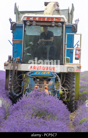 Ernten Lavendel bei Snowshill mit einem selbstfahrenden havester und Anhänger, in den Cotswolds, UK. Stockfoto